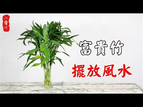 開運竹富貴竹分別|【開運竹富貴竹分別】富貴竹VS開運竹傻傻分不清楚？3分鐘教你。